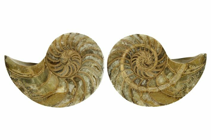 Jurassic Cut & Polished Nautilus (Cymatoceras) Fossil -Madagascar #287996